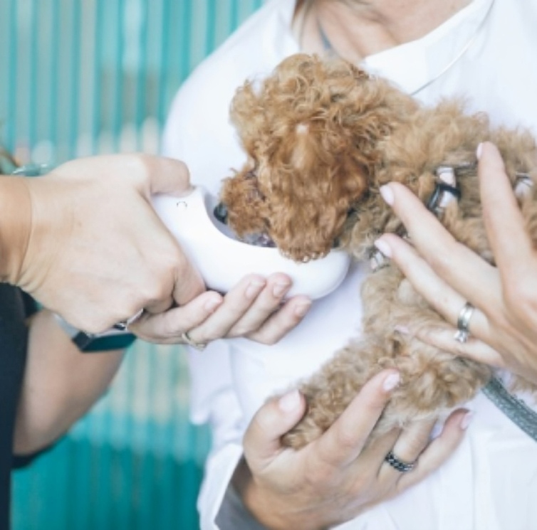 Clínica veterinària de l'Ebre Castració