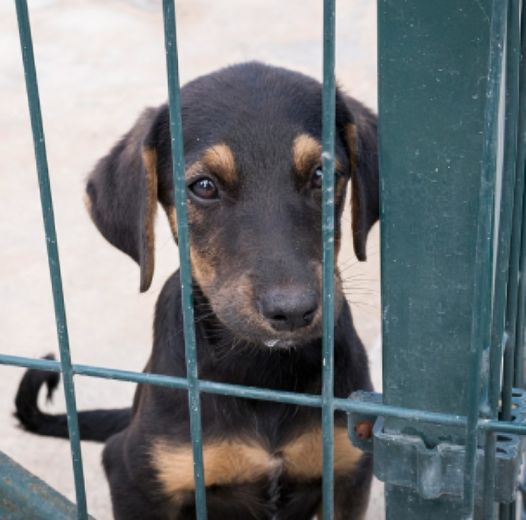 Clínica veterinària de l'Ebre Consells si has perdut a la teva mascota