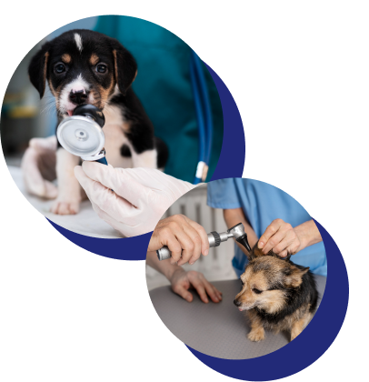 Clínica veterinària de l'Ebre