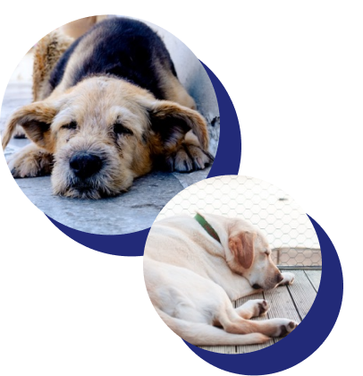 Clínica veterinària de l'Ebre