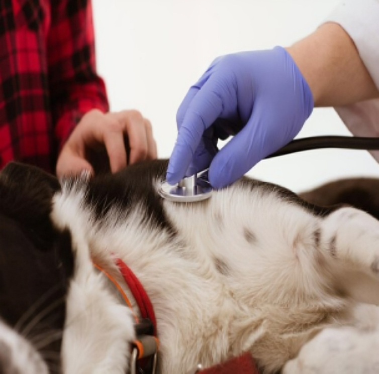 Clínica veterinària de l'Ebre Vacunes